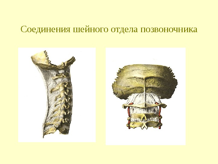 Соединения шейного отдела позвоночника 