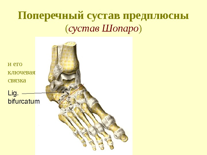 Поперечный сустав предплюсны  ( сустав Шопаро ) Lig.  bifurcatumи его ключевая связка