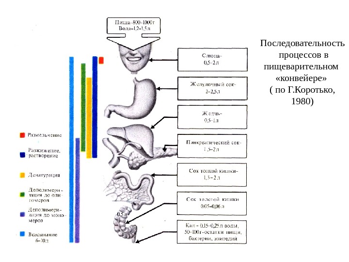 Последовательность  процессов в пищеварительном  «конвейере»  ( по Г. Коротько,  1980)