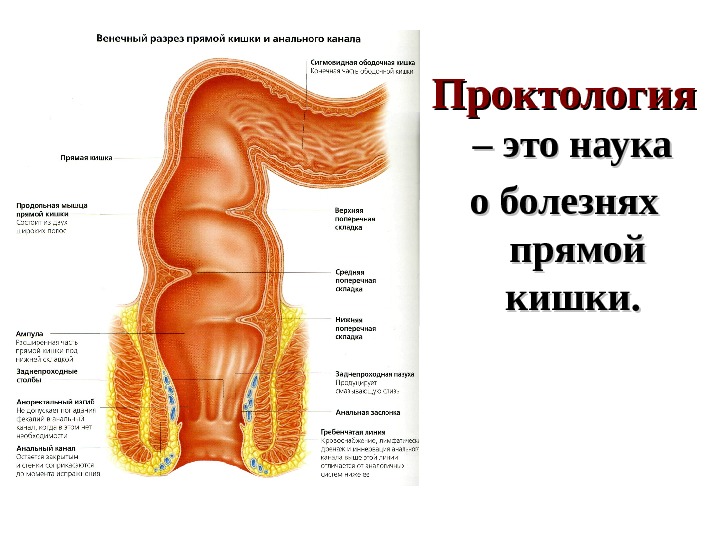 Проктология  – это наука о болезнях прямой кишки. 