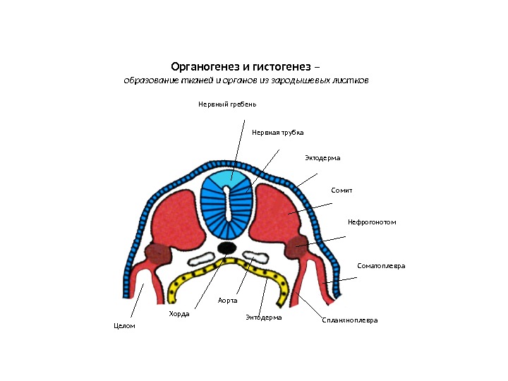 Нервная трубка. Нервный гребень Эктодерма Сомит Нефрогонотом  Целом Хорда Аорта Энтодерма Соматоплевра Спланхноплевра