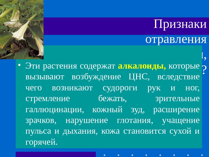 Признаки отравления полынью, дурманом,  беленой? • Эти растения содержат алкалоиды,  которые вызывают