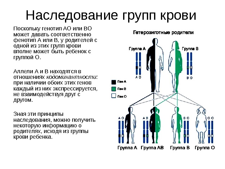 Поскольку генотип АО или ВО может давать соответственно фенотип А или В, у родителей