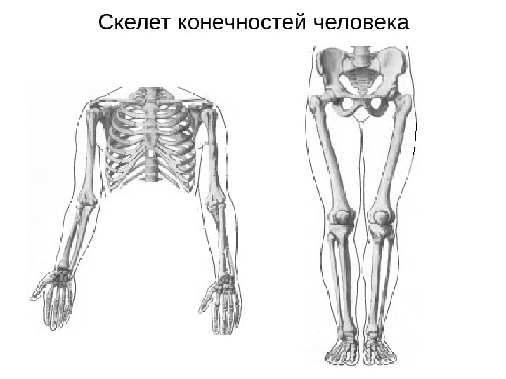 Скелет конечностей человека 