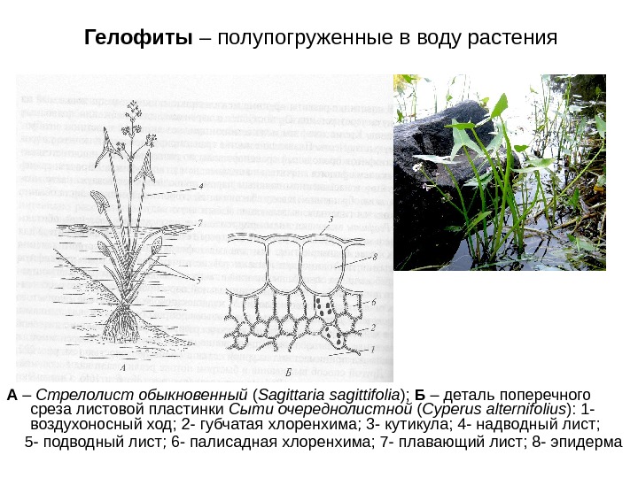 Гелофиты – полупогруженные в воду растения А – Стрелолист обыкновенный ( Sagittaria sagittifolia )
