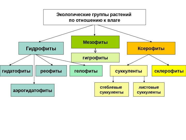 Гидрофиты реофиты аэрогидатофиты гелофиты. Экологические группы растений по отношению к влаге склерофиты. Ксерофиты суккуленты.