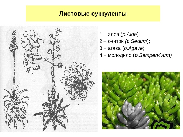 Листовые суккуленты 1 – алоэ ( р. Aloe ); 2 – очиток (р. Sedum