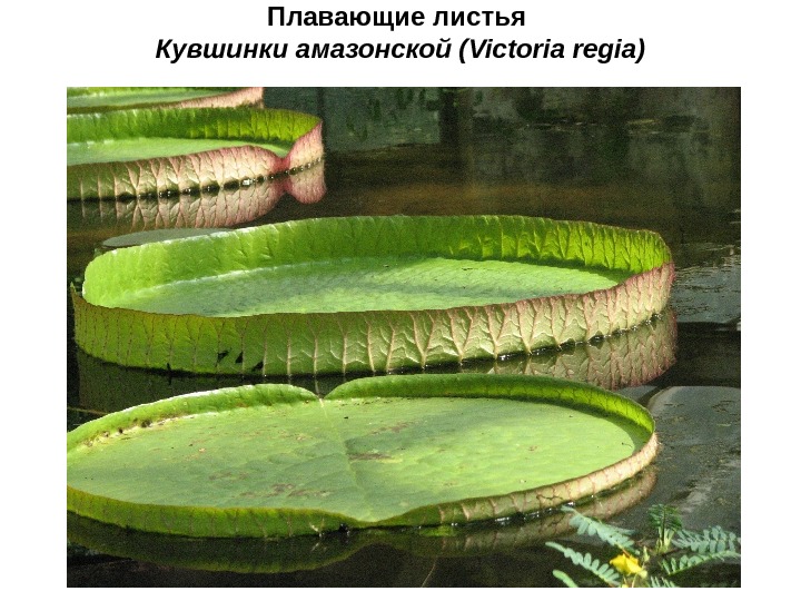 Плавающие листья Кувшинки амазонской ( Victoria regia ) 