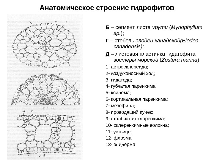 Анатомическое строение гидрофитов Б – сегмент листа урути ( Myriophyllum  sp. ); Г