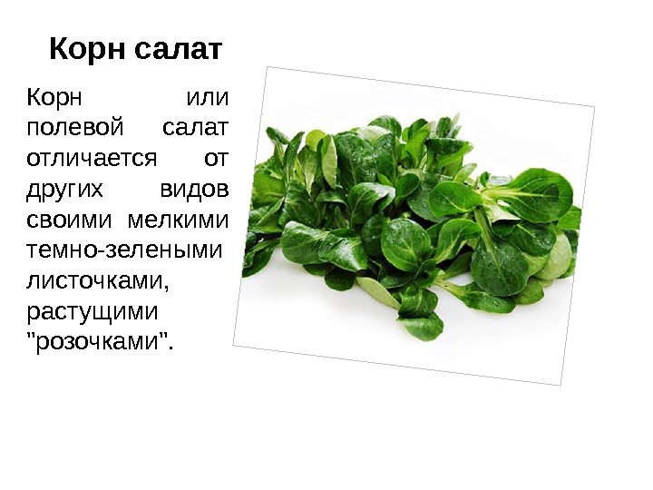 Корн салат Корн или полевой салат отличается от других видов своими мелкими темно-зелеными листочками,
