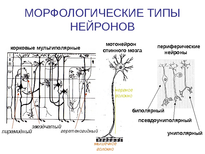   МОРФОЛОГИЧЕСКИЕ ТИПЫ НЕЙРОНОВ корковые мультиполярные  мотонейрон спинного мозга периферические  нейроны