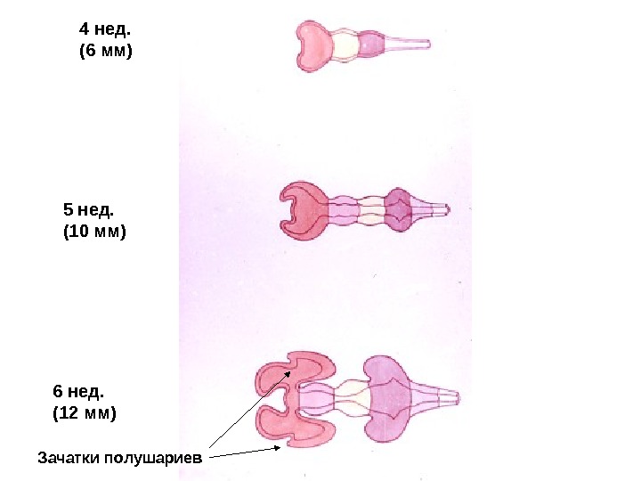   4 нед. (6 мм) 5 нед. (10 мм) 6 нед. (12 мм)