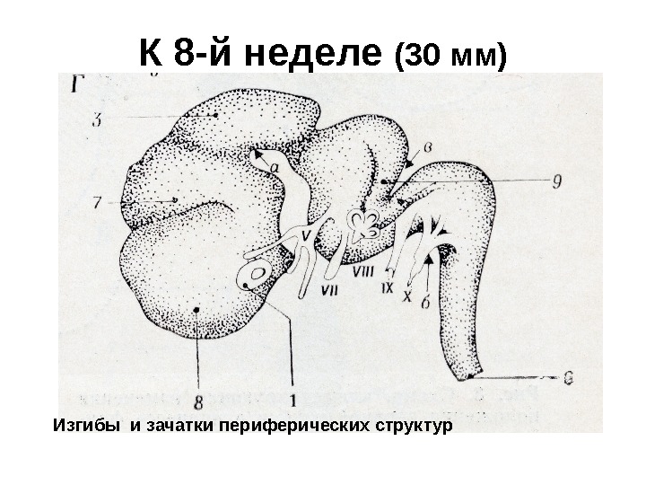   К 8 -й неделе (30 мм) Изгибы и зачатки периферических структур 