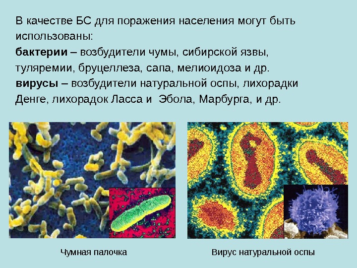 В качестве БС для поражения населения могут быть использованы: бактерии – возбудители чумы, сибирской
