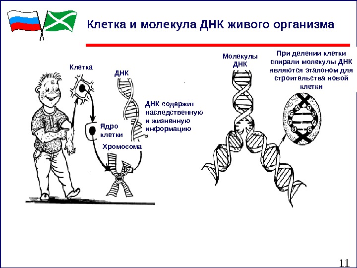 11 ДНК содержит наследственную и жизненную информацию. Ядро клетки Хромосома. Клетка ДНК Молекулы ДНК