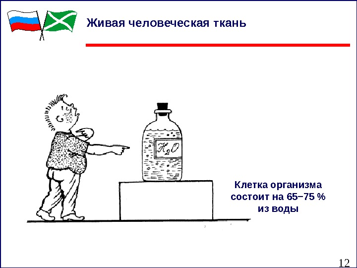 12 Живая человеческая ткань  Клетка организма состоит на 65− 75  из воды