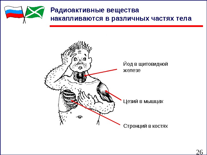 26 Радиоактивные вещества накапливаются в различных частях тела Йод в щитовидной железе Цезий в