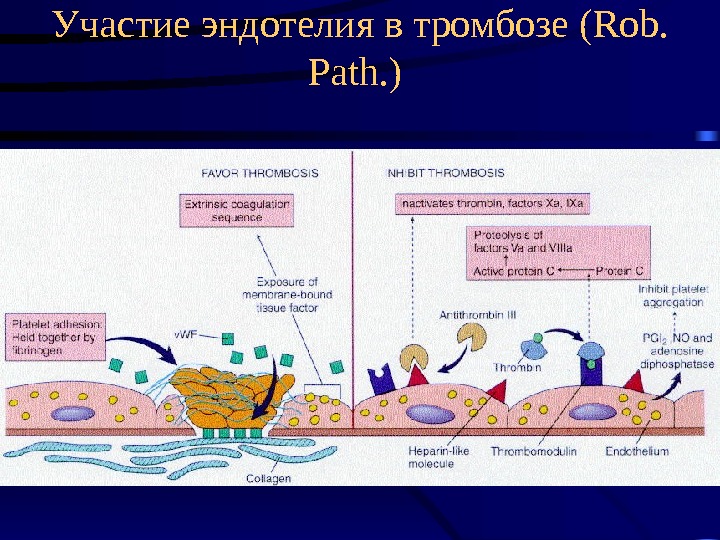   Участие эндотелия в тромбозе ( Rob.  Path. ) 