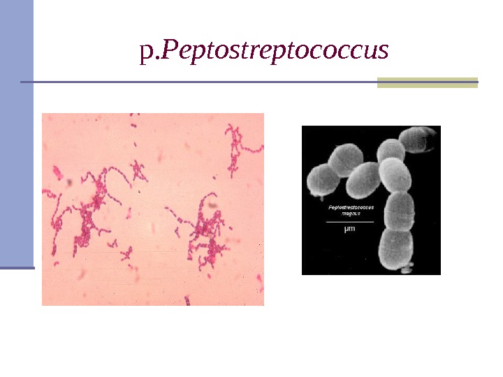 р. Peptostreptococcus 