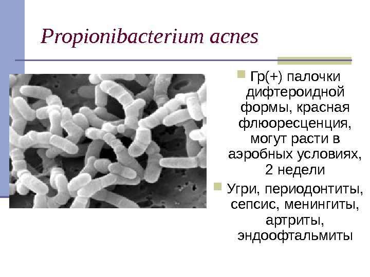 Propionibacterium  acnes Гр(+) палочки дифтероидной формы, красная флюоресценция,  могут расти в аэробных