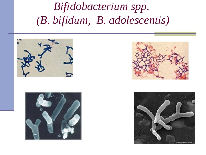 Bifidobacterium spp.  (B. bifidum,  B. adolescentis) 