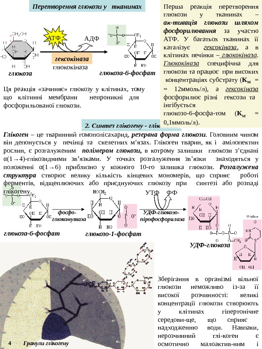   П еретворення глюкоз и у  ткан инах глюкоза-6 -фосфат. АТФ АДФ