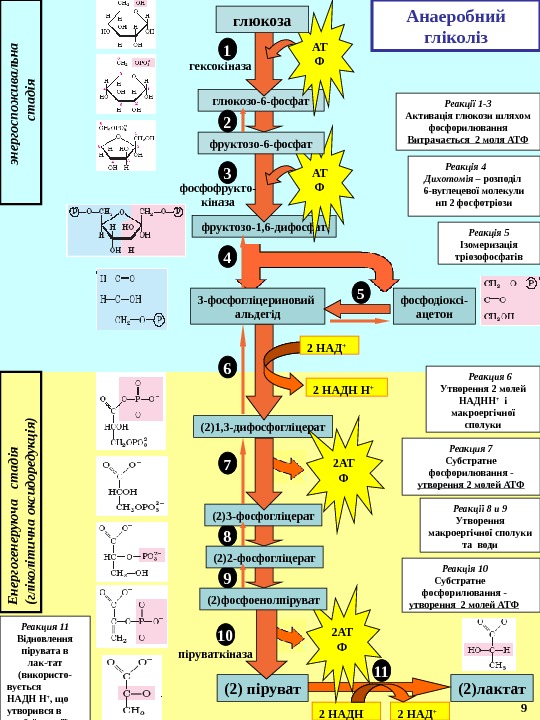   глюкозо-6 -фосфат АТ Фглюкоза фруктозо-1, 6 -дифосфат АТ Ффруктозо-6 -фосфат (2) 1