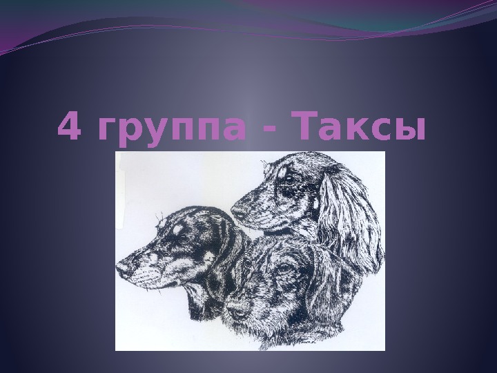 4 группа - Таксы 