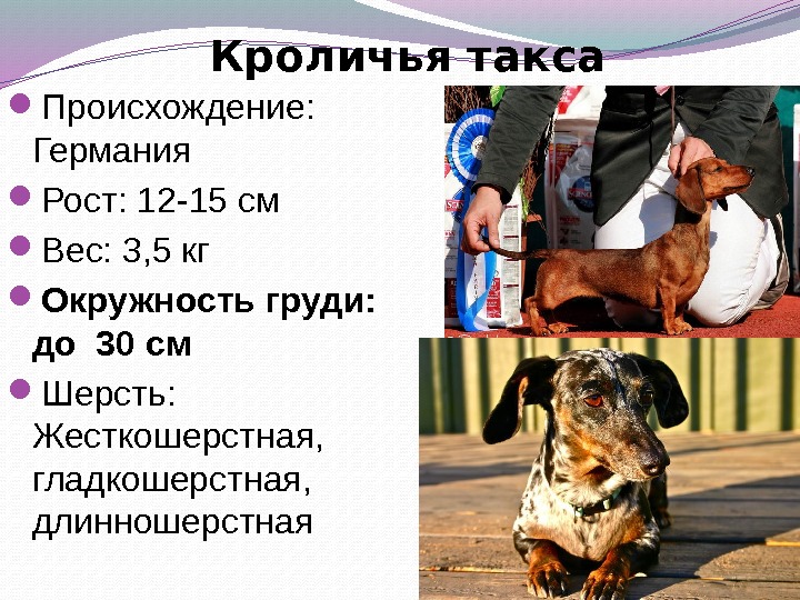 Кроличья такса Происхождение:  Германия Рост: 12 -15 см  Вес: 3, 5 кг