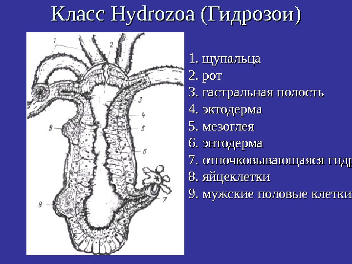   1. щупальца  2. рот 3. гастральная полость 4. эктодерма 5. мезоглея