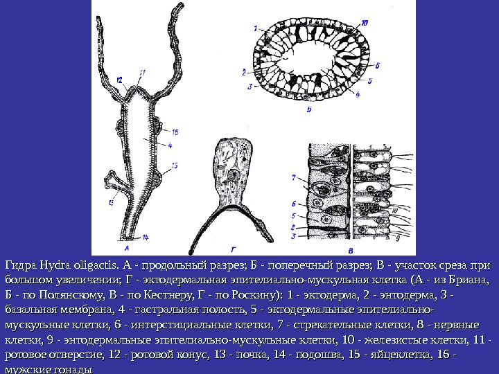   Гидра Hydra oligactis. А - продольный разрез; Б - поперечный разрез; В