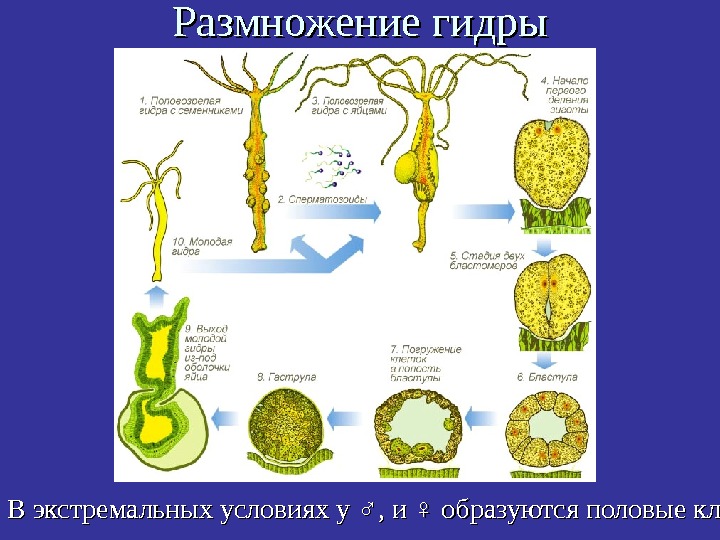   Размножение гидры В экстремальных условиях у ♂, и ♀ образуются половые кл.