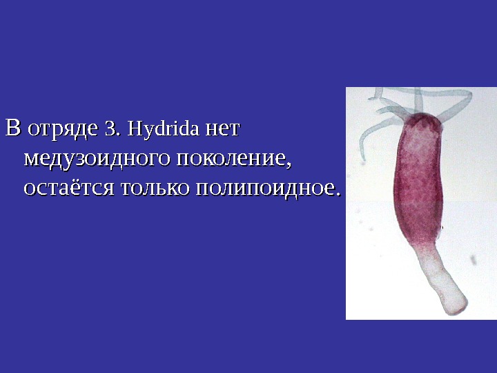   В отряде  3. 3. Hydrida  нет медузоидного поколение,  остаётся