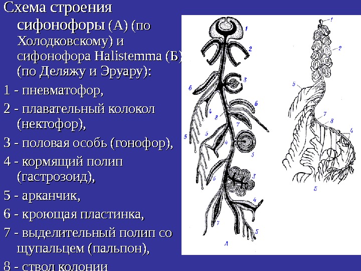   Схема строения сифонофоры (А) (по Холодковскому) и сифонофора Halistemma (Б) (по Деляжу