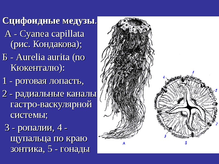   Сцифоидные медузы. . А - Cyanea capillata (рис. Кондакова);  Б -