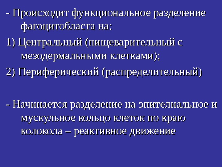   - Происходит функциональное разделение фагоцитобласта на:  1) Центральный (пищеварительный с мезодермальными