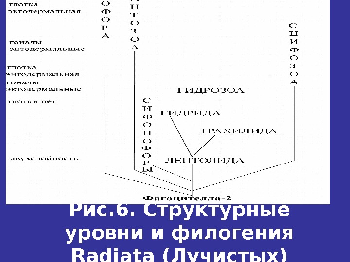   Рис. 6. Структурные уровни и филогения Radiata (Лучистых) 