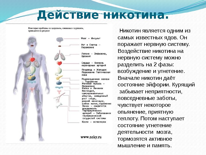 Действие никотина.  Никотин является одним из самых известных ядов. Он поражает нервную систему.