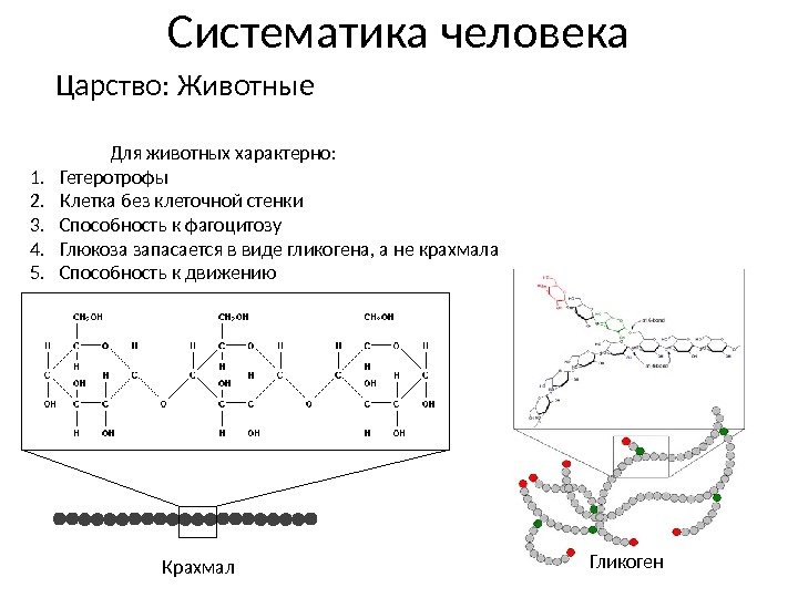 Систематика человека Царство: Животные Для животных характерно: 1. Гетеротрофы 2. Клетка без клеточной стенки