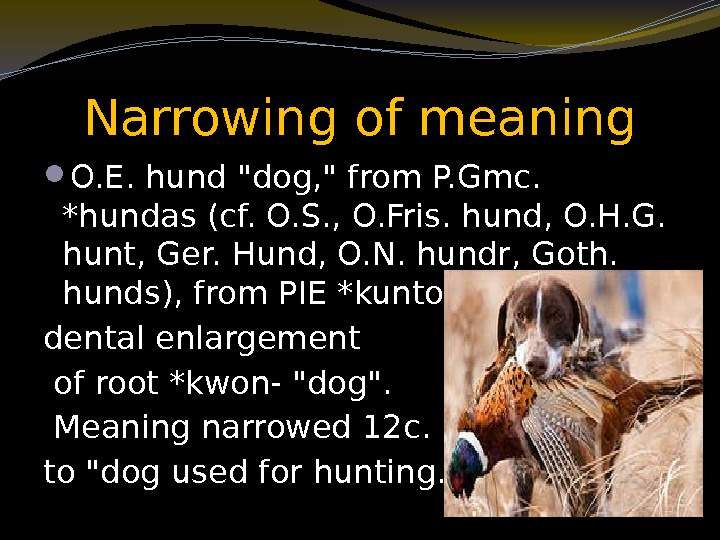 Narrowing of meaning O. E. hund dog,  from P. Gmc.  *hundas (cf.
