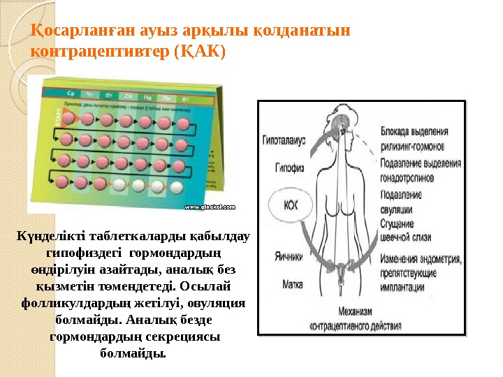осарлан ан ауыз ар ылы олданатын Қ ғ қ қ контрацептивтер ( АК) Қ