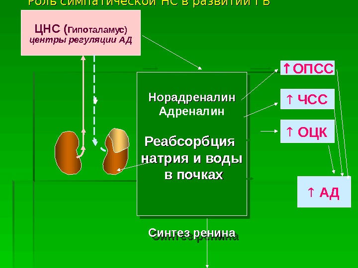   Роль симпатической НС в развитии ГБ ЦНС ( Гипоталамус) центры регуляции АД