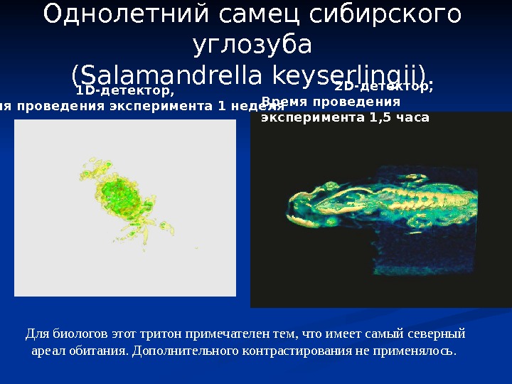   Однолетний самец сибирского углозуба (Salamandrella keyserlingii).  Для биологов этот тритон примечателен