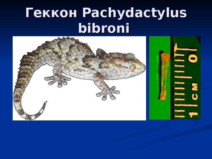   Геккон Pachydactylus bibroni 