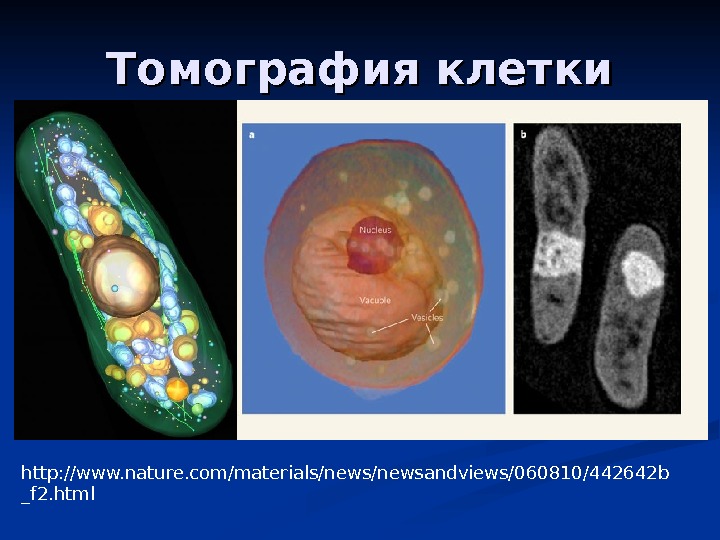   Томография клетки http: //www. nature. com/materials/newsandviews/060810/442642 b _f 2. html 