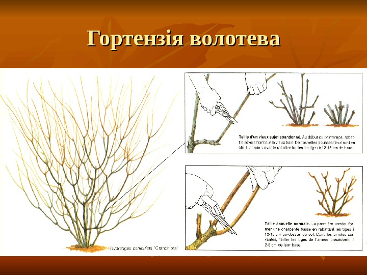 Гортензія волотева 