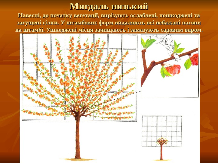 Мигдаль низький Навесні, до початку вегетації, вирізують ослаблені, пошкоджені та загущені гілки. У штамбових