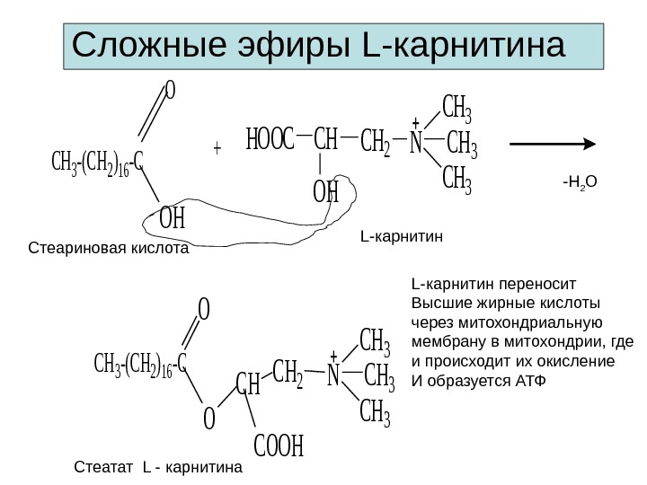 Сложные эфиры L- карнитина HOOCCHCH 2 OH NCH 3 CH 3 -(CH 2)16 -C