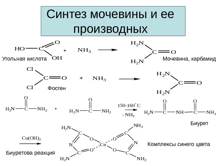 Синтез мочевины и ее производных. HOC OH 2 N C H 2 N ONH