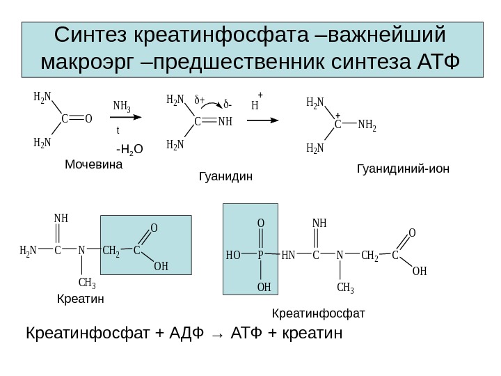 Синтез креатинфосфата –важнейший макроэрг –предшественник синтеза АТФH 2 N C H 2 N O